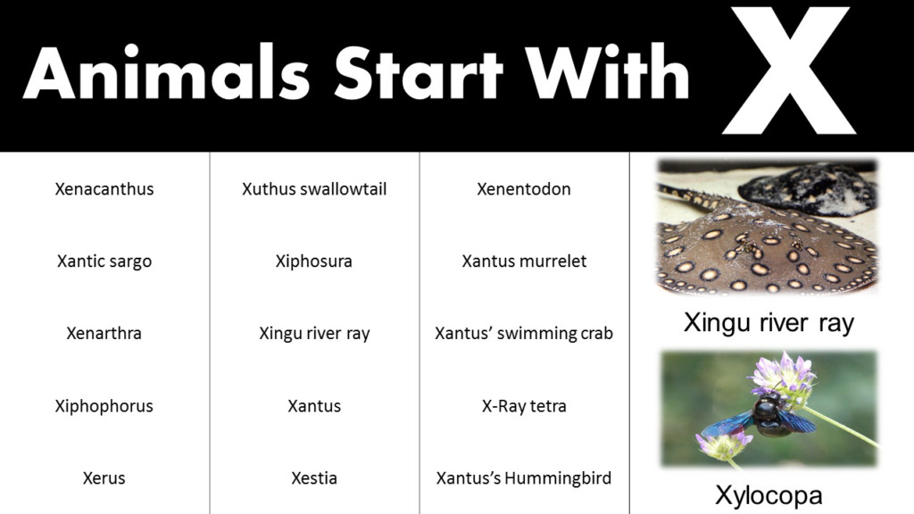 Animals That Start With X