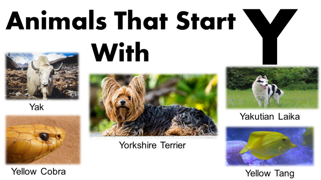 Animals That Begin With Y