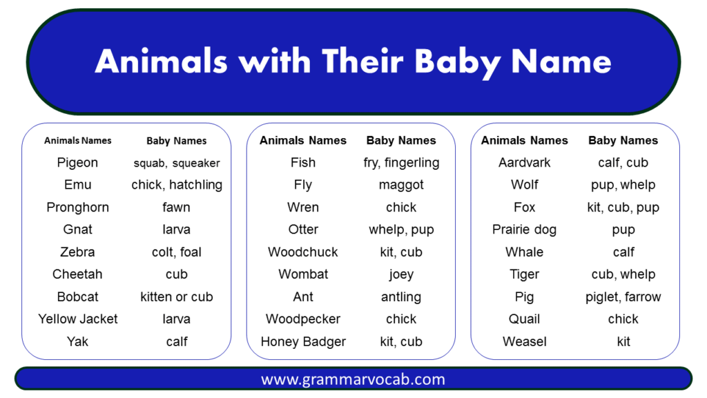 Animals with Their Baby Name