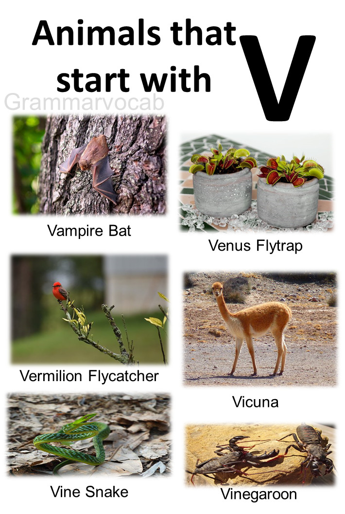 animals starting with v