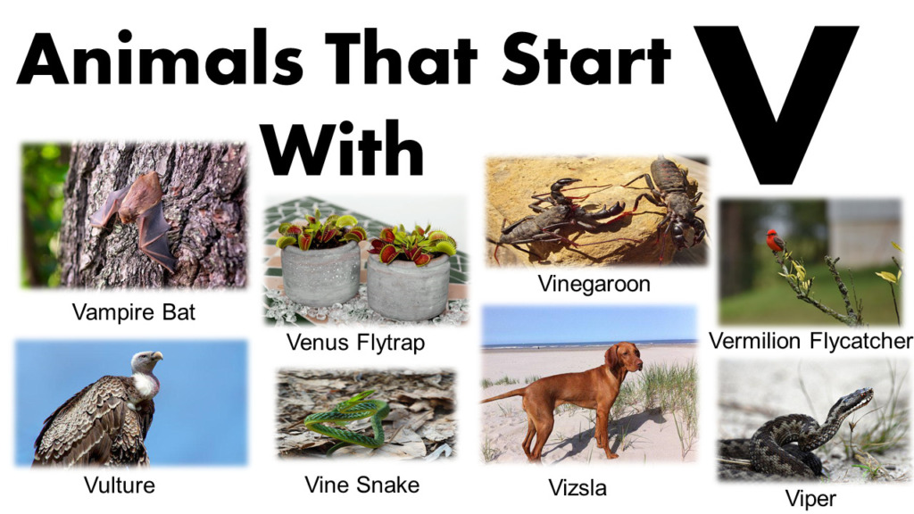 Animals That Begin With V GrammarVocab