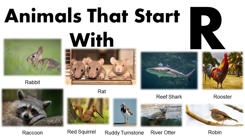 Animals That Begin With R Pictures PDF GrammarVocab