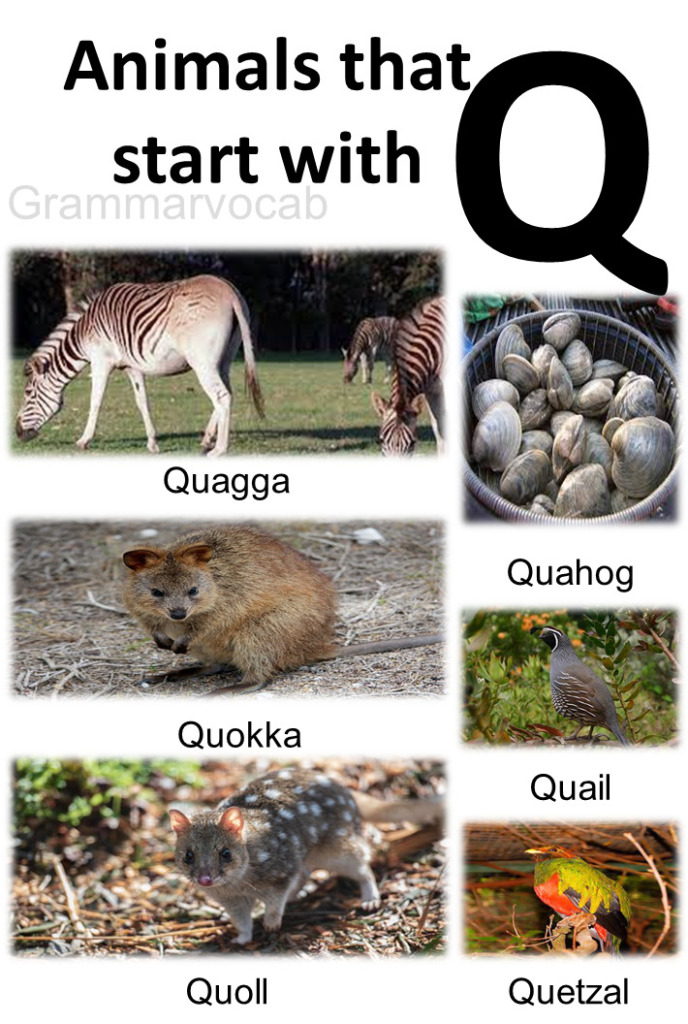 Animals That Begin With Q Images GrammarVocab