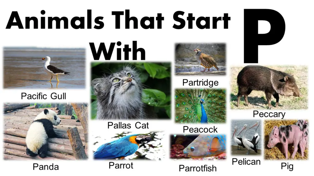Animals That Start With P | Images - GrammarVocab
