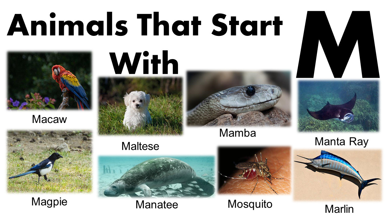 Animals That Begin With M List With Images - GrammarVocab