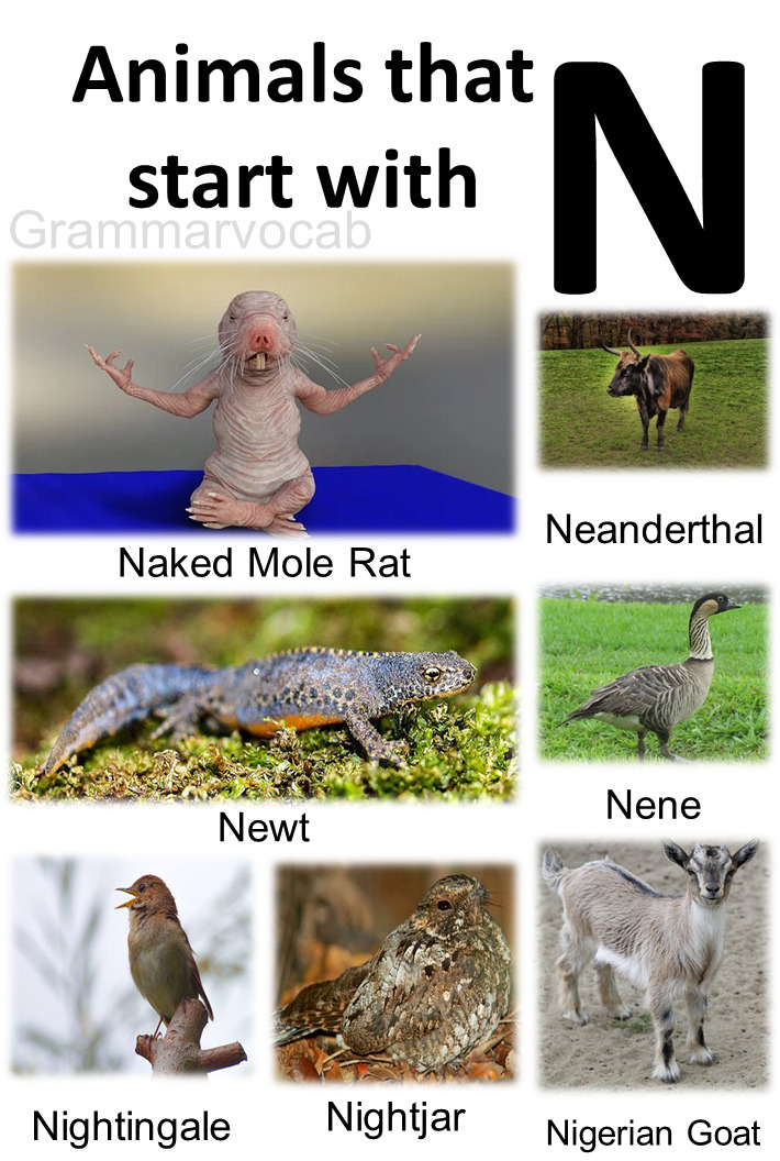 Animals That Begin With N