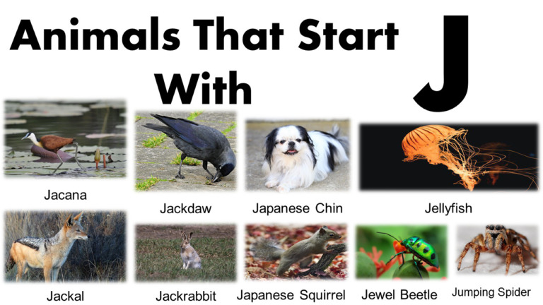 Animals That Start With J In English - GrammarVocab