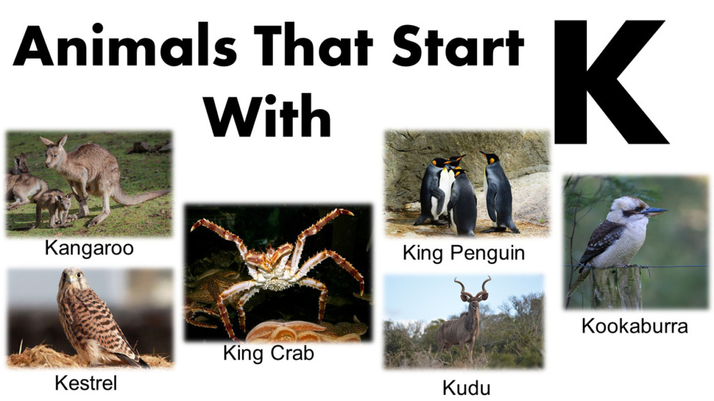 Animals That Begin With K