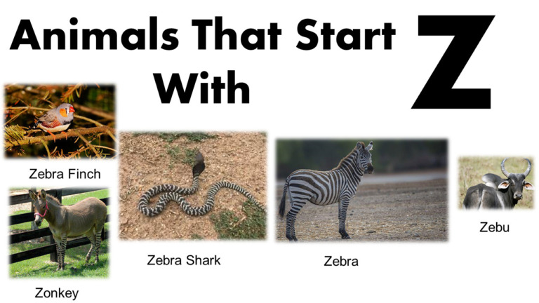 Animals That Begin With Z - Facts And Pictures - GrammarVocab