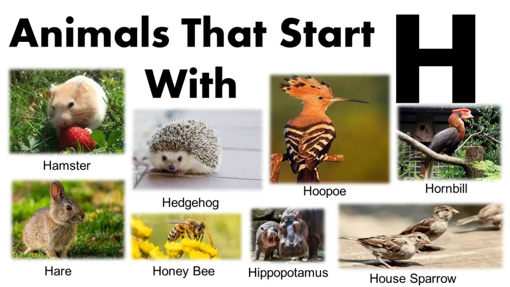 Animals That Begin With H List And Images - GrammarVocab