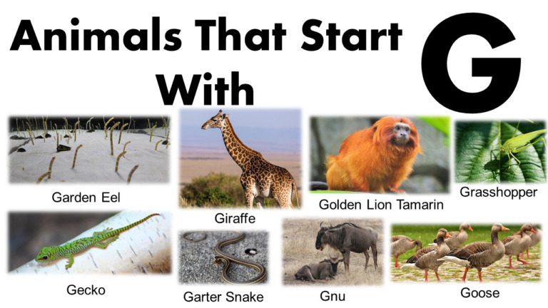 Animals That Begin With G List With Images - GrammarVocab