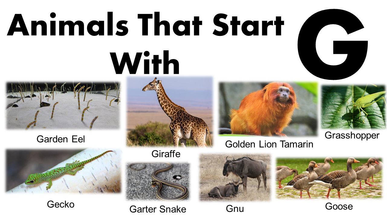List Of Animals That Begin With G Animals Name With Images GrammarVocab