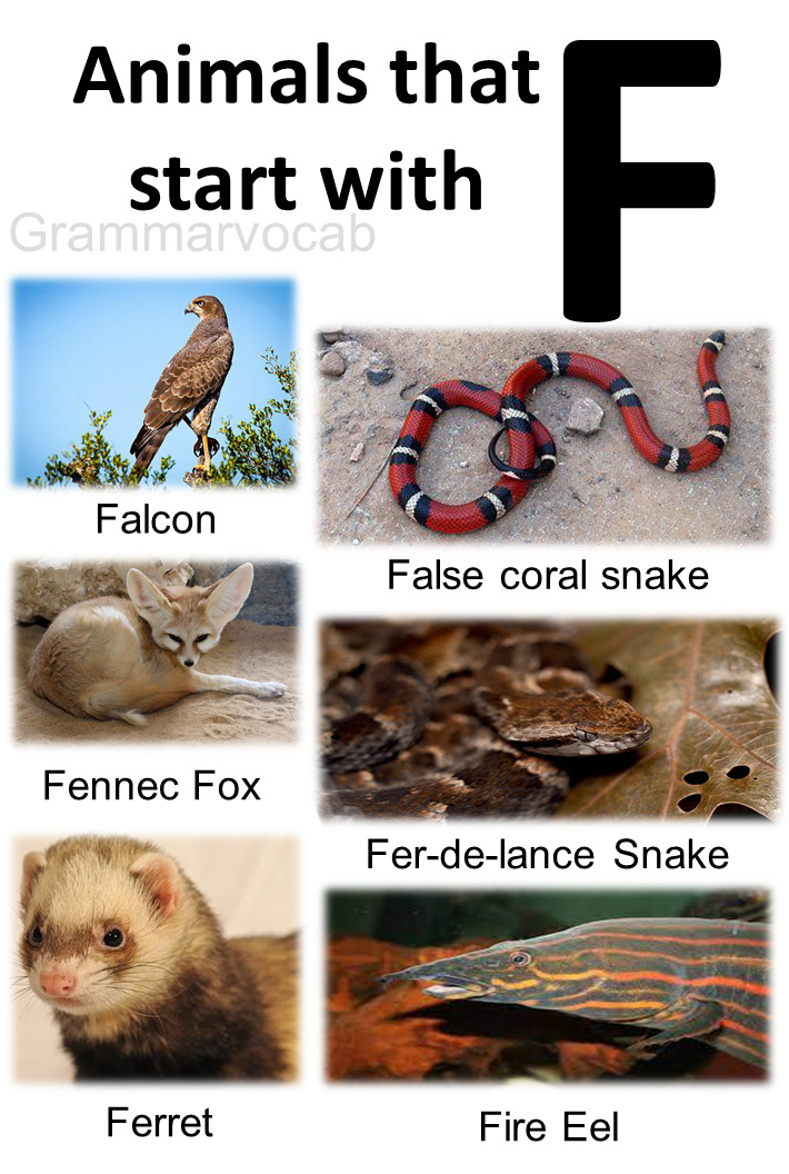 Animals That Begin With F