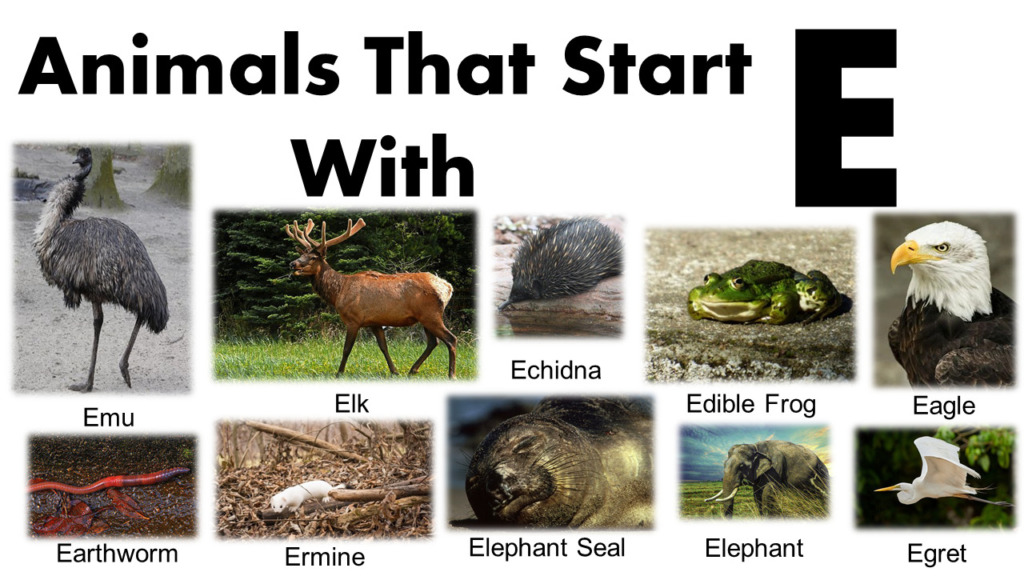 Animals Starting With E - GrammarVocab