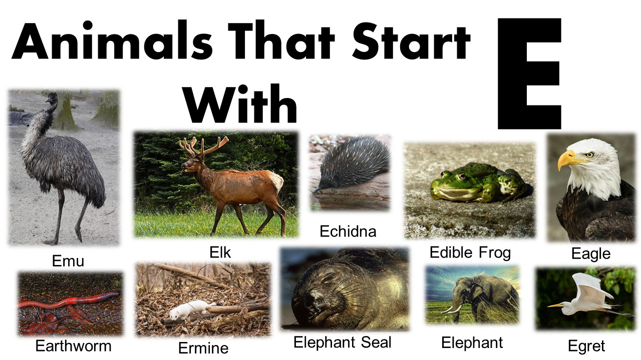 Amazing Animals Starting With E - GrammarVocab