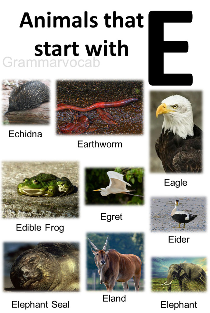 Amazing Animals Starting With E - GrammarVocab