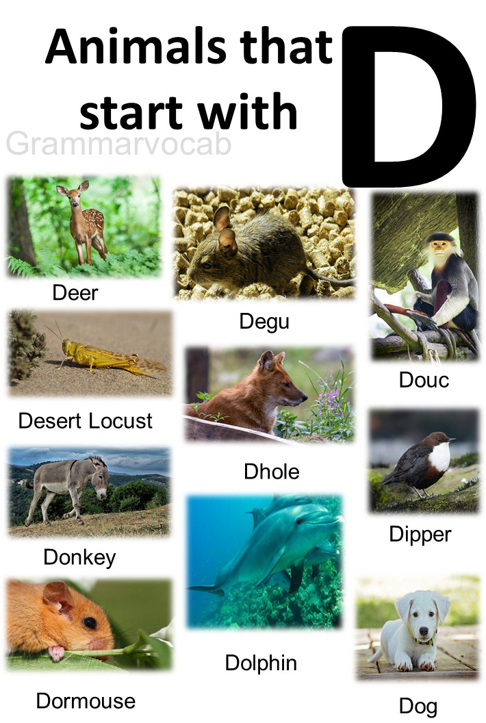 Animals Starting With D - GrammarVocab