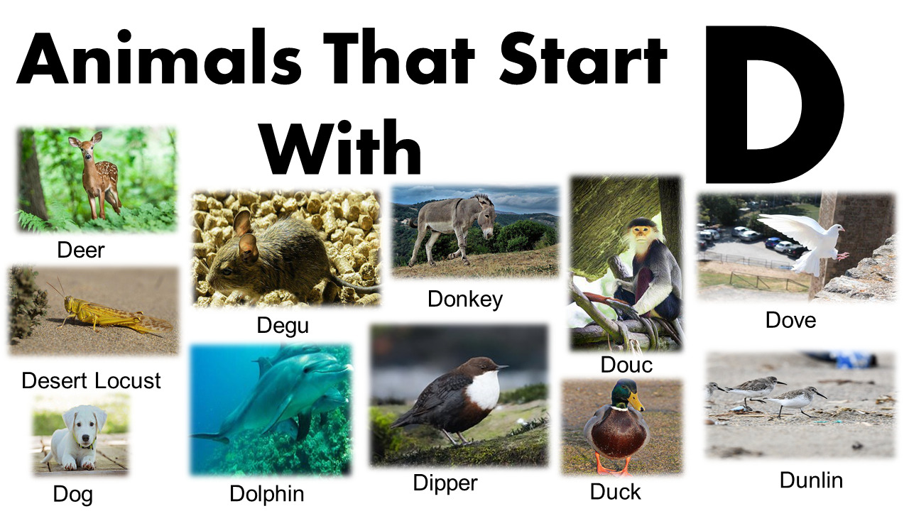 Animals Starting With D - GrammarVocab