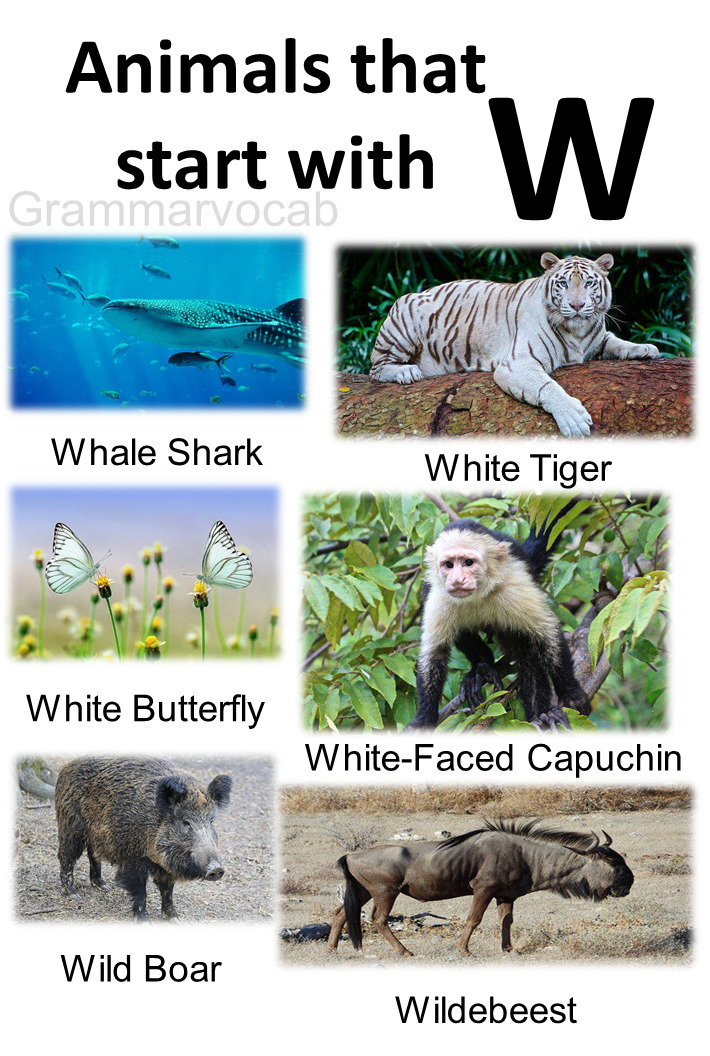 Animals That Begin With W