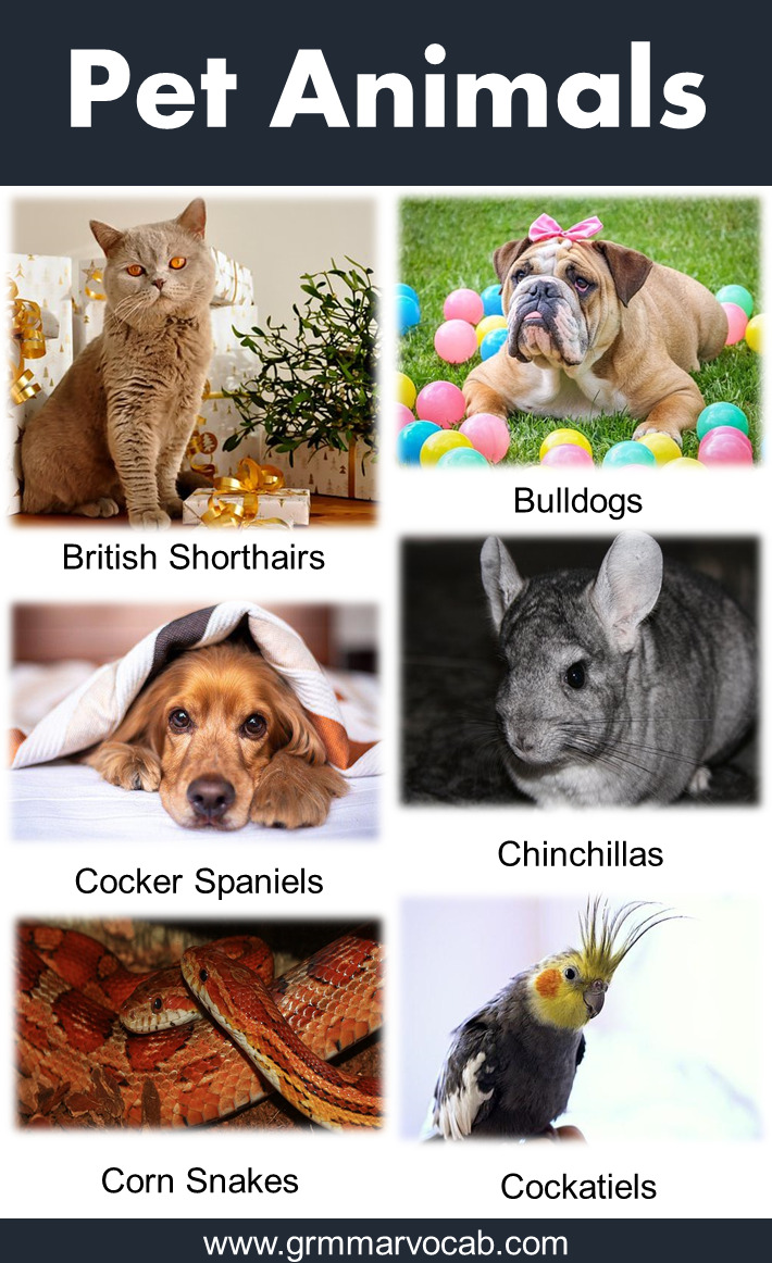 Pet Animals Name with Picture