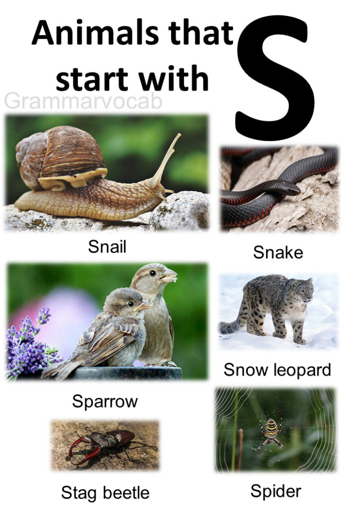 Animals That Begin With S | Pictures - GrammarVocab