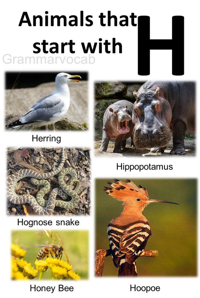 Animals That Begin With H List And Images - GrammarVocab