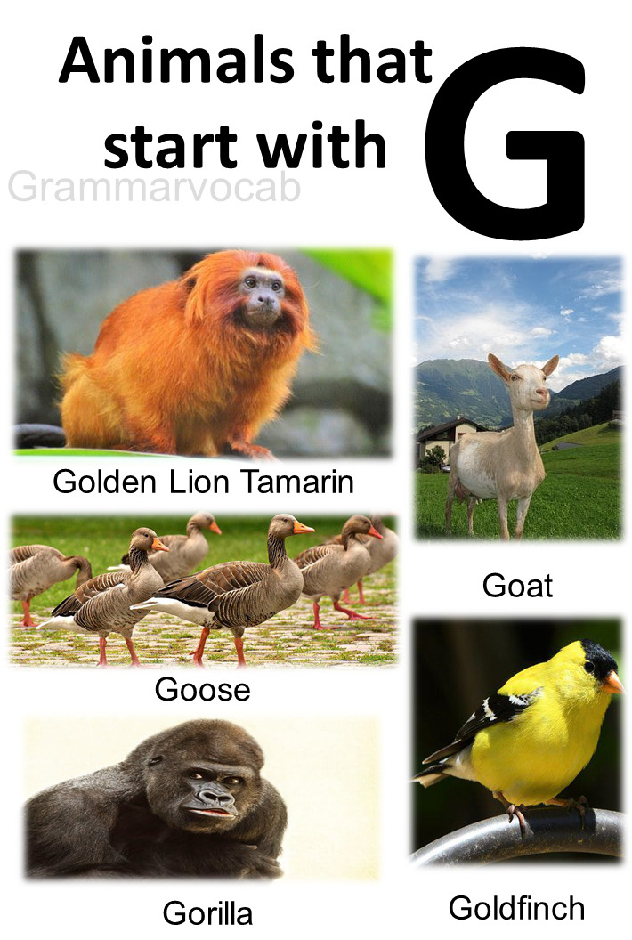 Animals That Begin With G