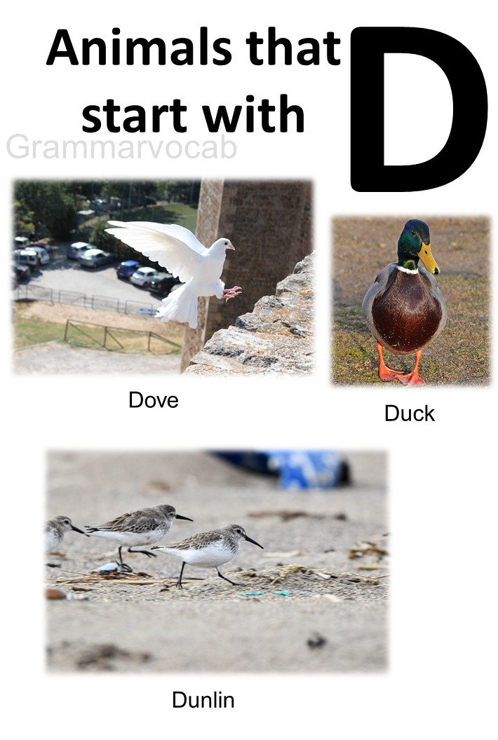 Animals that start with d