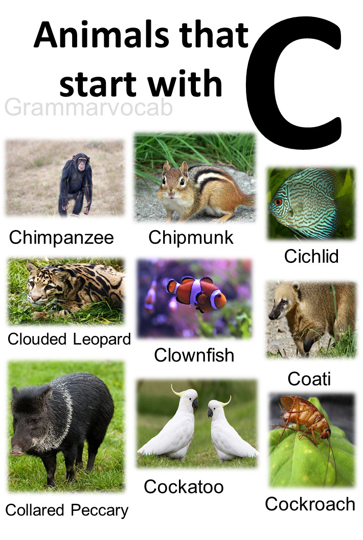 All Animals That Start With C List With Images - GrammarVocab