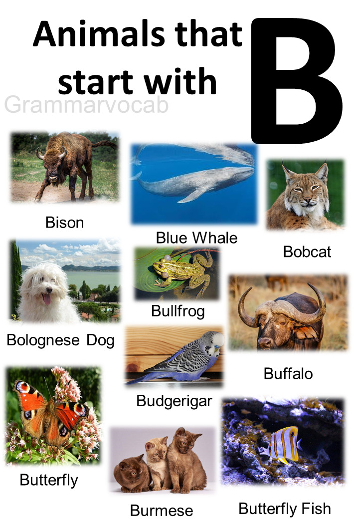 All Animals That Start With B List And Images - GrammarVocab
