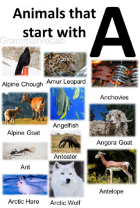 All Animals That Start With A List And Images - GrammarVocab