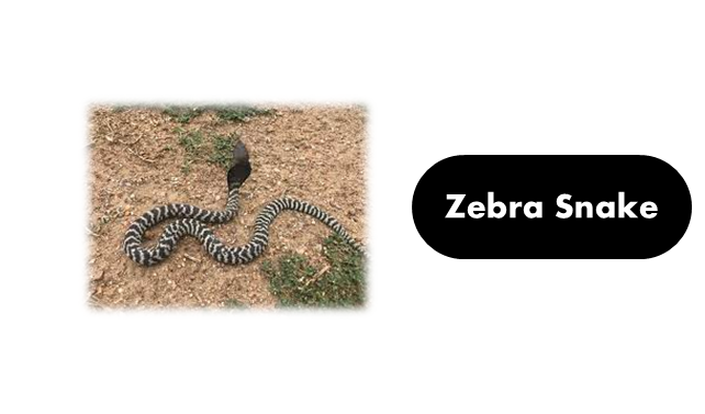 Zebra snake