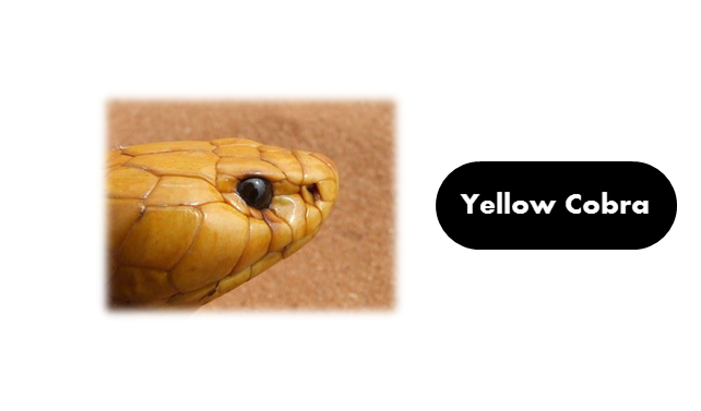 Yellow Cobra