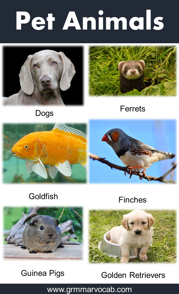 10 pet animals list