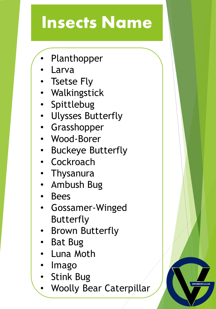 Insects Names