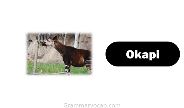 Animals That Begin With O