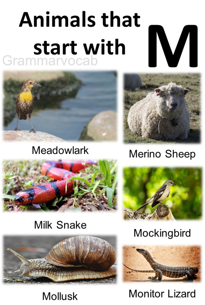 Animals That Begin With M List With Images - GrammarVocab