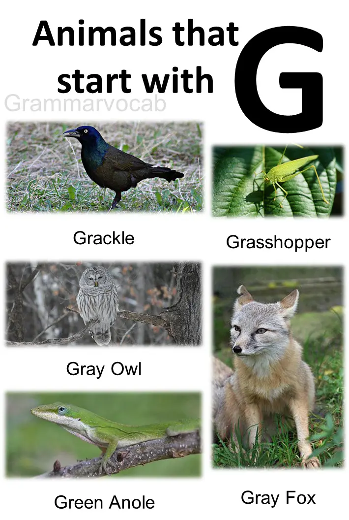Animals That Begin With G List With Images - GrammarVocab