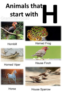 Animals That Begin With H List And Images - GrammarVocab