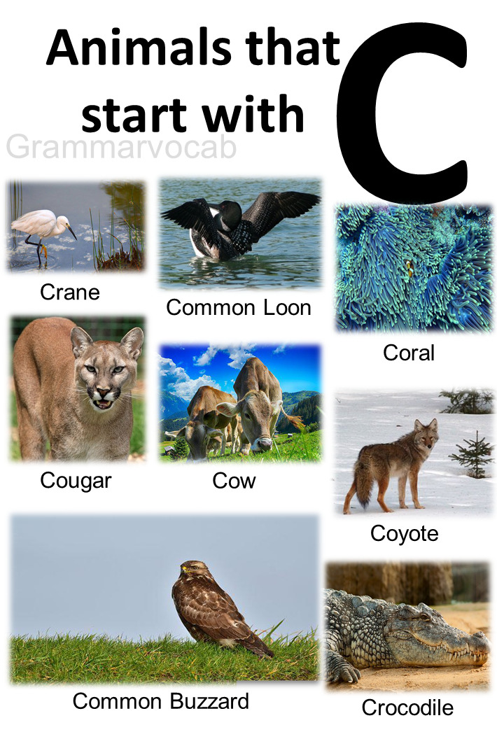 All Animals That Start With C List With Images - GrammarVocab
