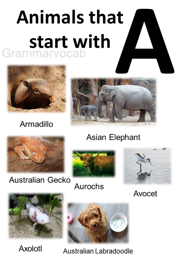 All Animals That Start With A List And Images - GrammarVocab