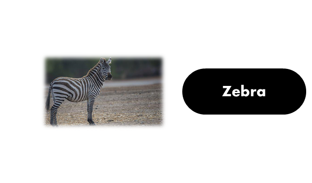 Animals That Begin With Z - Facts And Pictures - GrammarVocab