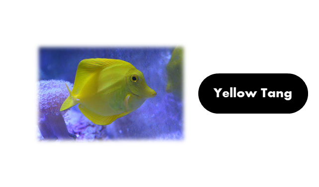 Yellow Tang