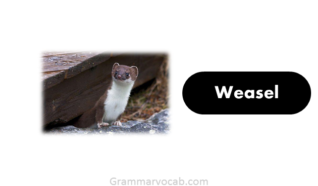 Weasel