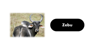 Animals That Begin With Z - Facts And Pictures - GrammarVocab