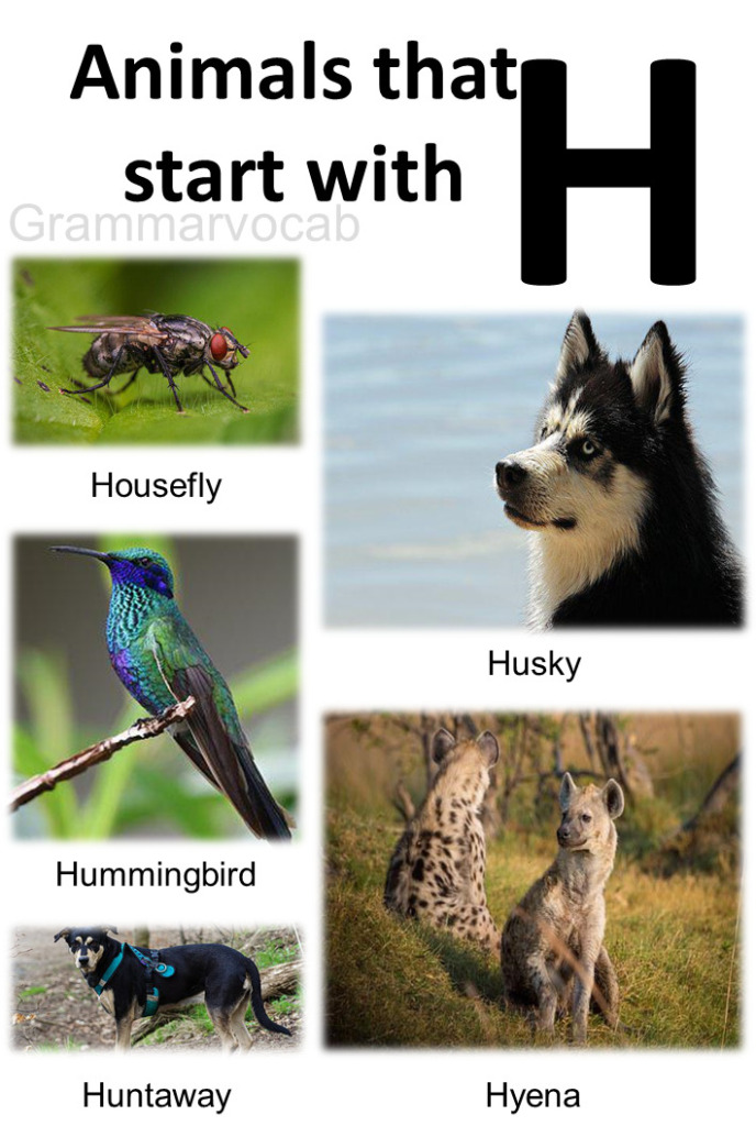 Animals That Begin With H List And Images - GrammarVocab