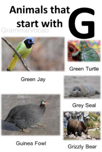 List Of Animals That Begin With G: Animals Name With Images - GrammarVocab