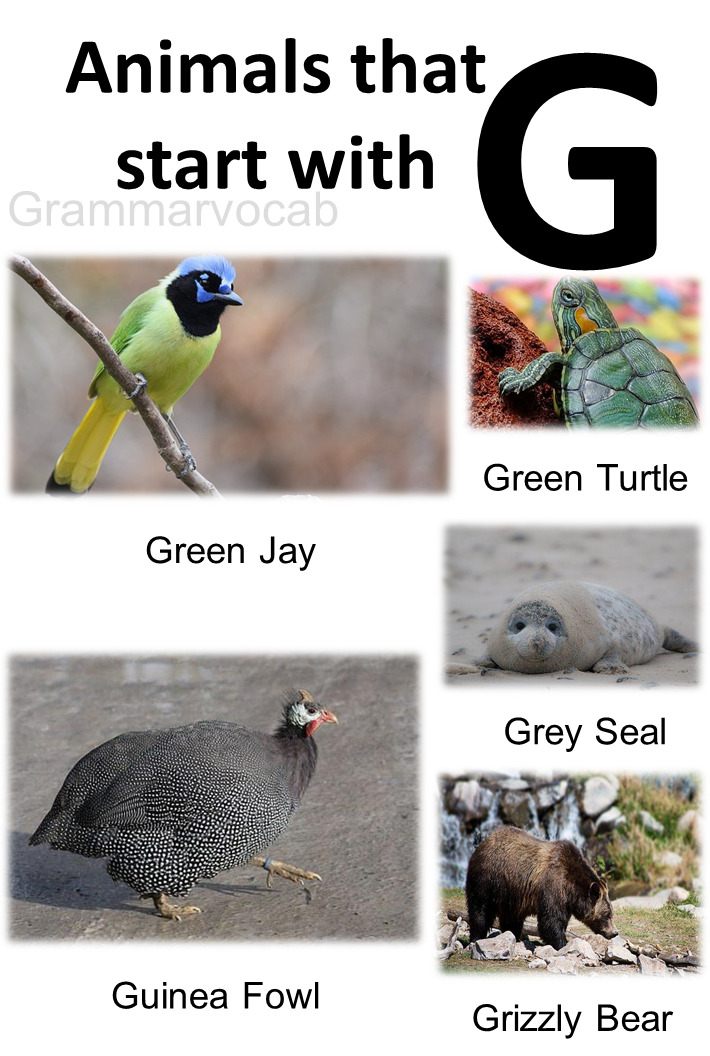 Animals Starting With G