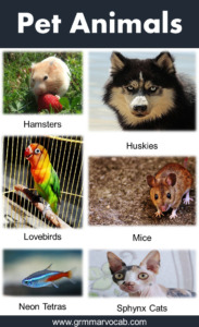 All About Pet Animals: Pet Animals List in English | PDF - GrammarVocab