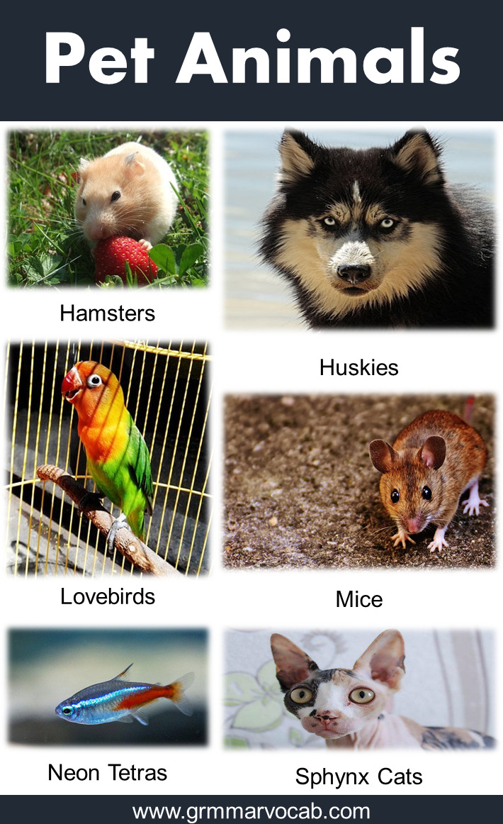 home pet animals list